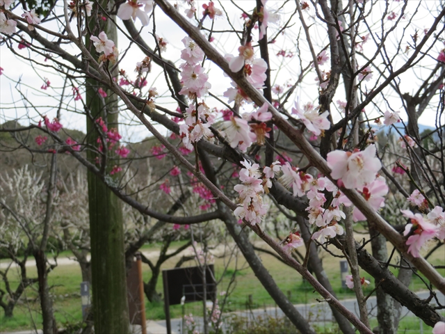 大宰府政庁の梅