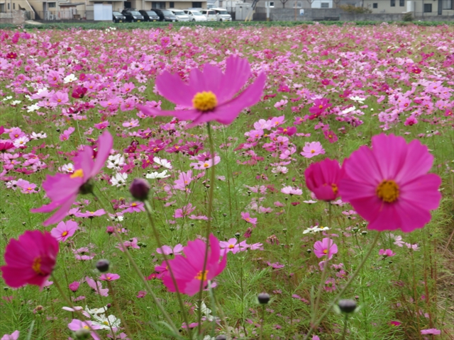 水巻町コスモス
