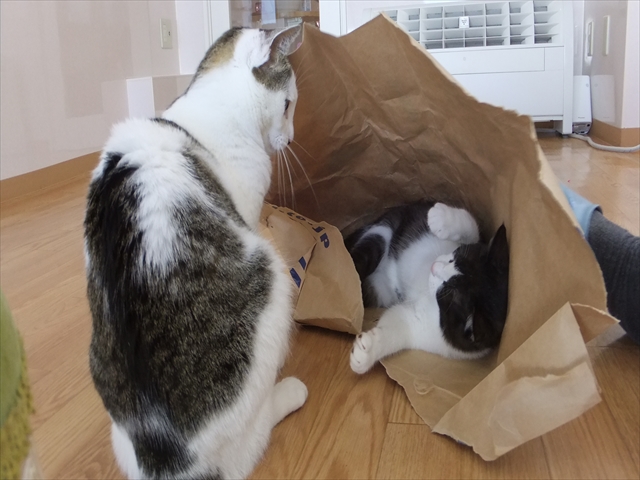 猫カフェそら猫